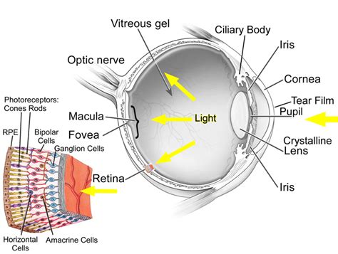 The Human Eye And Adaptive Optics Intechopen