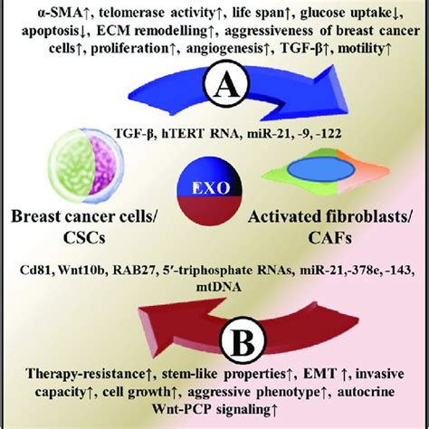 Exosomal Crosstalk Between Breast Cancer Cells And Activated