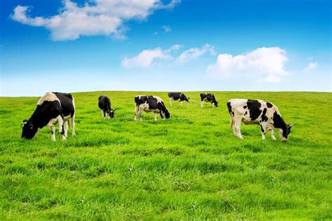 Cows On Green Field Stock Photo Image Of Field Landscape