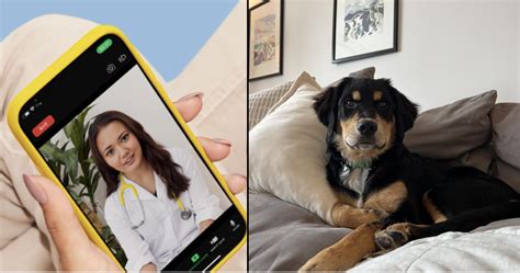heres  dutch pet telehealth  changing vet care  dogs