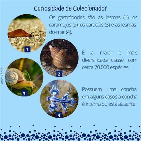 Curiosidade Sobre Os Moluscos