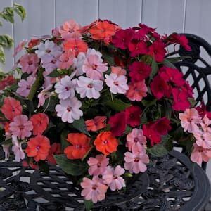 SunPatiens 4 In Salsa Mix SunPatiens Impatiens Outdoor Annual Plant With Coral Pink Hot Coral