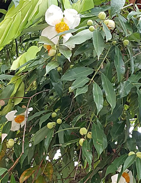 Bodhi Tree & Naga Puspa Tree – Mangala Vihara