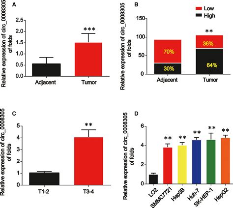 Circular RNA Circ 0008305 Aggravates Hepatocellular Carcinoma Growth