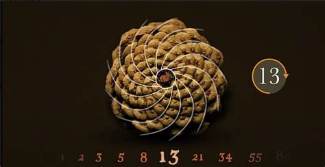 Fibonacci Spiral In Nature Public Domain