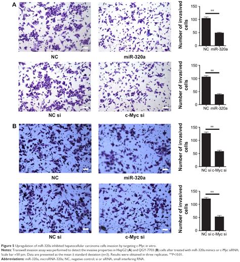 Mirna 320a Inhibits Tumor Proliferation And Invasion By Targeting C My