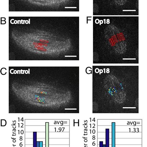 Kinetochore microtubules persist and interkinetochore tension is ...