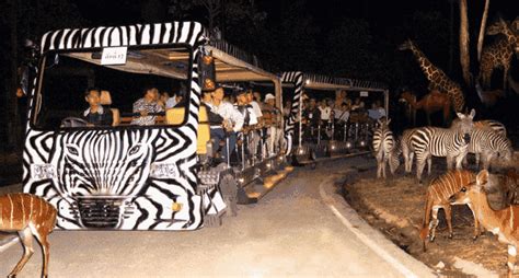 singapore-night-safari - Explore Singapore