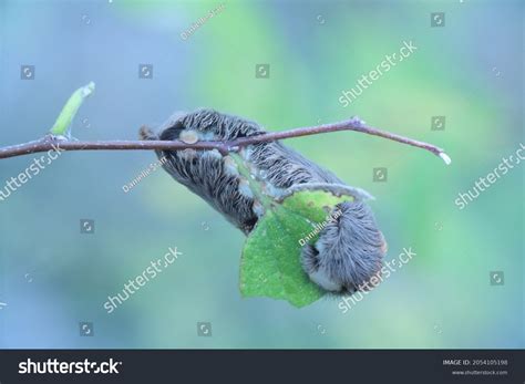 Puss Caterpillar Megalopyge Opercularis Fuzzy Toxic Stock Photo ...