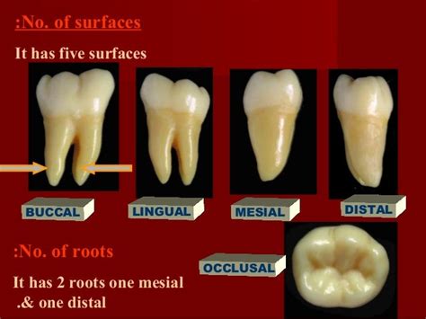 06 Mandibular Molars Dentition