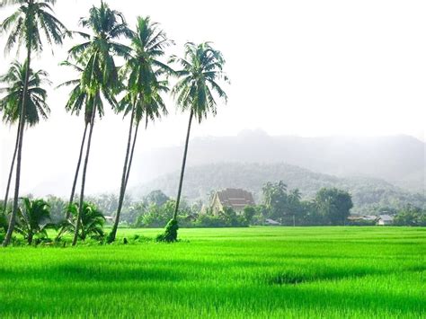 Wallpaper Pemandangan Sawah Padi Background Sawah Hd Gambar Pemandangan