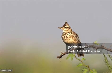 3,368 Lark Bird Stock Photos, High-Res Pictures, and Images - Getty Images