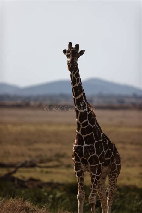 Giraffe On Grass Fields In Lewa Conservancy Kenya Vertical Shot Stock