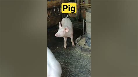 Pig Sounds Youtube