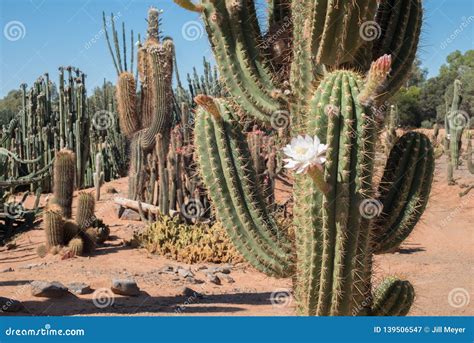 White Flowering Cactus In A Garden Stock Image Image Of Green