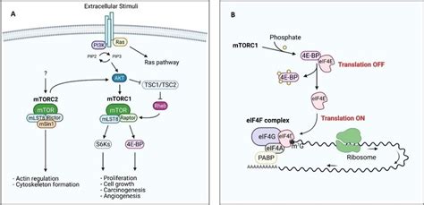 Pi3k Mtor Pathway And Regulation Of Eif4f Complex A Pi3k And Its