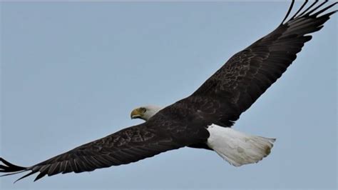 Population Of Bald Eagles Growing Within Past Decade Report Shows