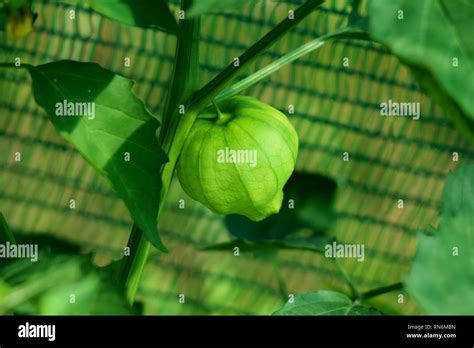 Single Tomatillo Or Physalis Philadelphica Or Physalis Ixocarpa Or