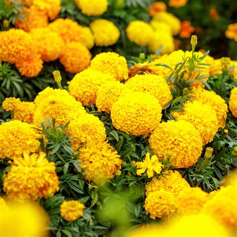 African Marigold Seeds - Mary Helen - Aasgardens