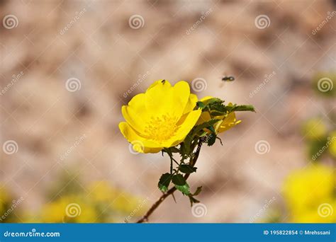 Rosa Foetida Persian Yellow Rose Stock Photo Image Of Beauty