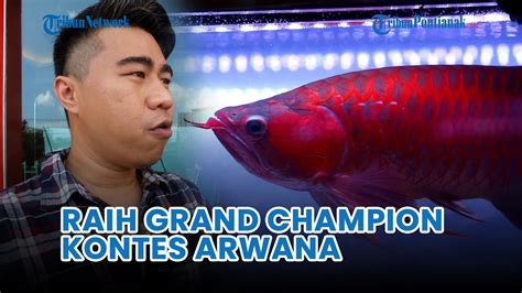 88 Red Galery Jakarta Raih Grand Champion Kontes Arwana Di Pontianak