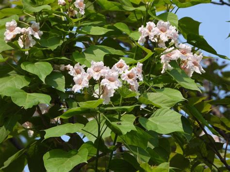 The Blooming Catalpa Bungei Stock Photo Image Of Green Food 316433590