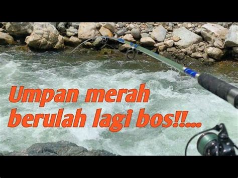 Umpan Merah Berulah Lagi Bos Pemancingliar Youtube