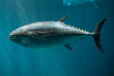 specimen tuna   open sea monterey bay aquarium nosha flickr