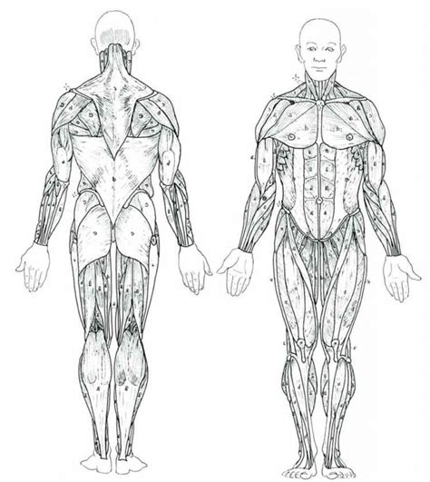 Imagenes De Organos Del Cuerpo Humano Para Colorear Infoupdate Org