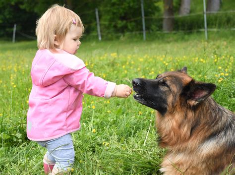 Merida Altdeutscher Schaeferhundes Webseite