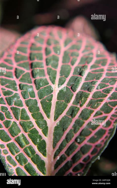 Beautiful Colorful Pink And Green Fittonia Mosaic Plant Nerve Plant