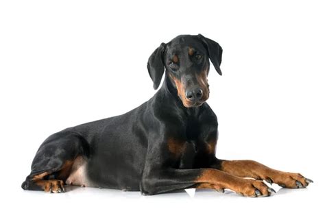 Doberman white background Stock Photos, Royalty Free Doberman white background Images ...