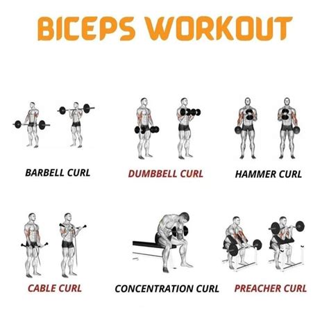 Biceps Workoutphysically Fit In 2024 Biceps Workout Bicep And