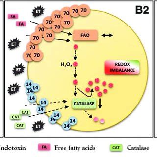 Import of peroxisomal proteins. (A, B) Peroxisomal matrix proteins ...