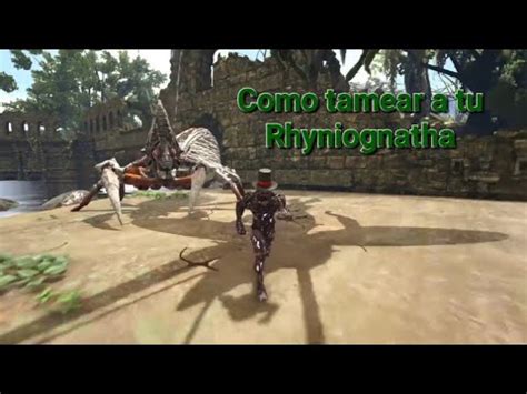 Como Tamear A Tu Rhyniognatha Ark Survival Evolved Youtube