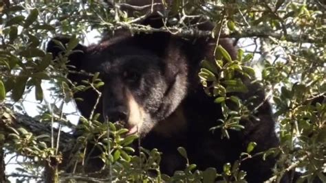 Tragic Discovery 500 Pound Black Bear Found Shot Dead In Florida Yard Debarylife