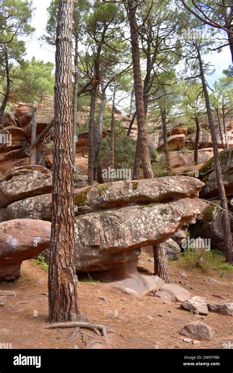 Paisaje Protegido De Los Bosques De Pino De Rodeno Formado Por Pinastro