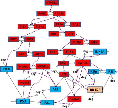 Analysis And Verification Of The Hmgb1 Signaling Pathway Bmc