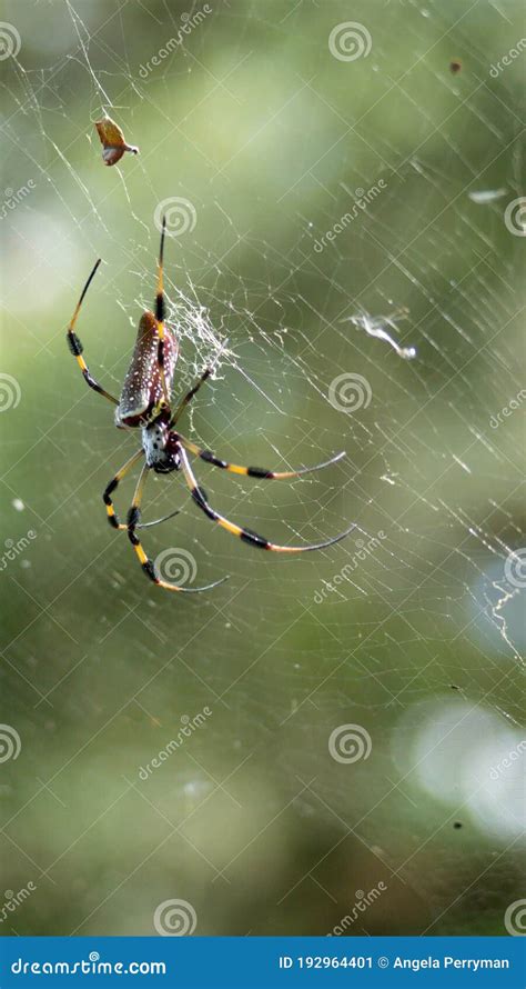 Golden Silk Spider in a Web Stock Image - Image of banana, park: 192964401