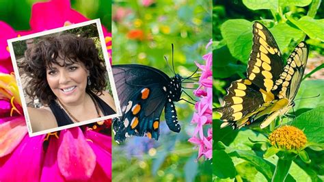 Raise Butterflies Indoors Garden Room Tour Of My Enclosures YouTube