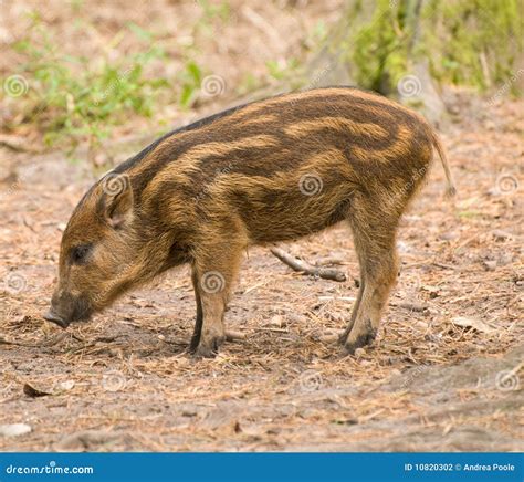 Wild Boar Piglet Stock Photography - Image: 10820302