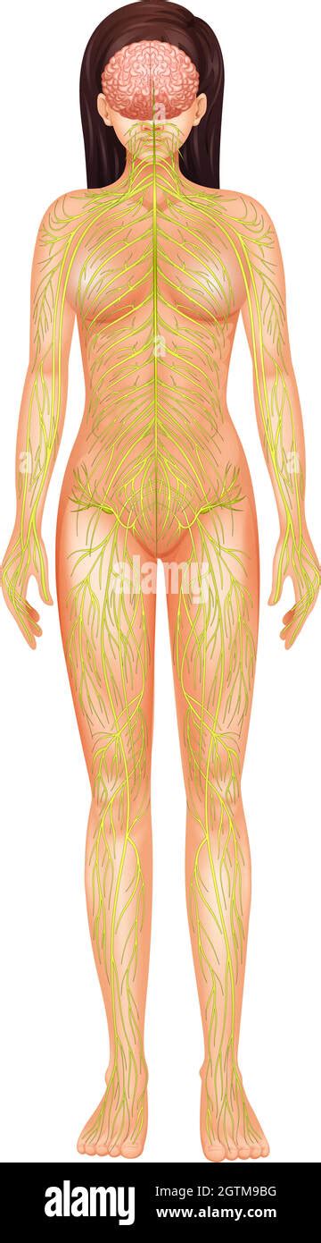 Human Nervous System Stock Vector Image Art Alamy