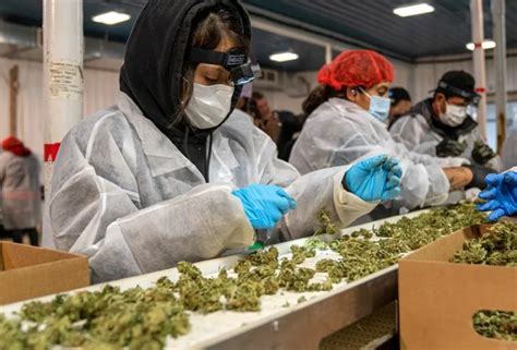 Mundo La Primera Cosecha De Cannabis Est Lista