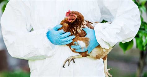 Bridlington Bird Flu Outbreak Advice And Information Aldgate Veterinary Practice