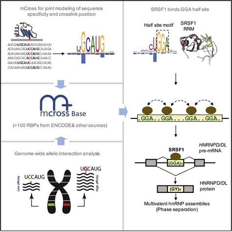 Modeling Rna Binding Protein Specificity In Vivo By Precisely