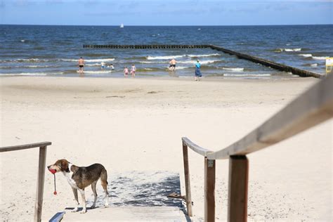 Hotel Przyjazny Zwierz Tom Noclegi Z Psem Havet Hotel Resort Spa