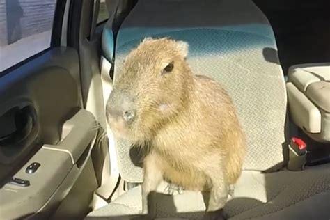 Kenapa Capybara Viral Di Internet Dan Jadi Meme Masbro