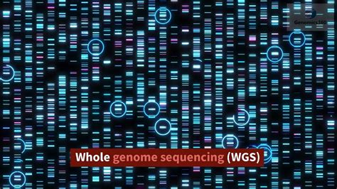 Whole Genome Sequencing Wgs Youtube