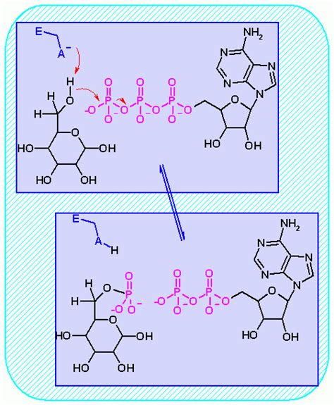 Enzyme Active Site Animation