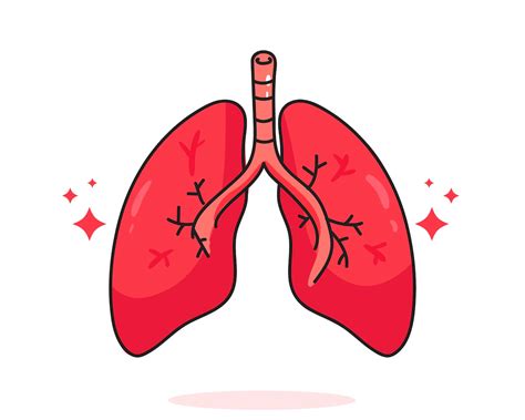 Free Vector Lung Human Anatomy Biology Organ Body System Health Care